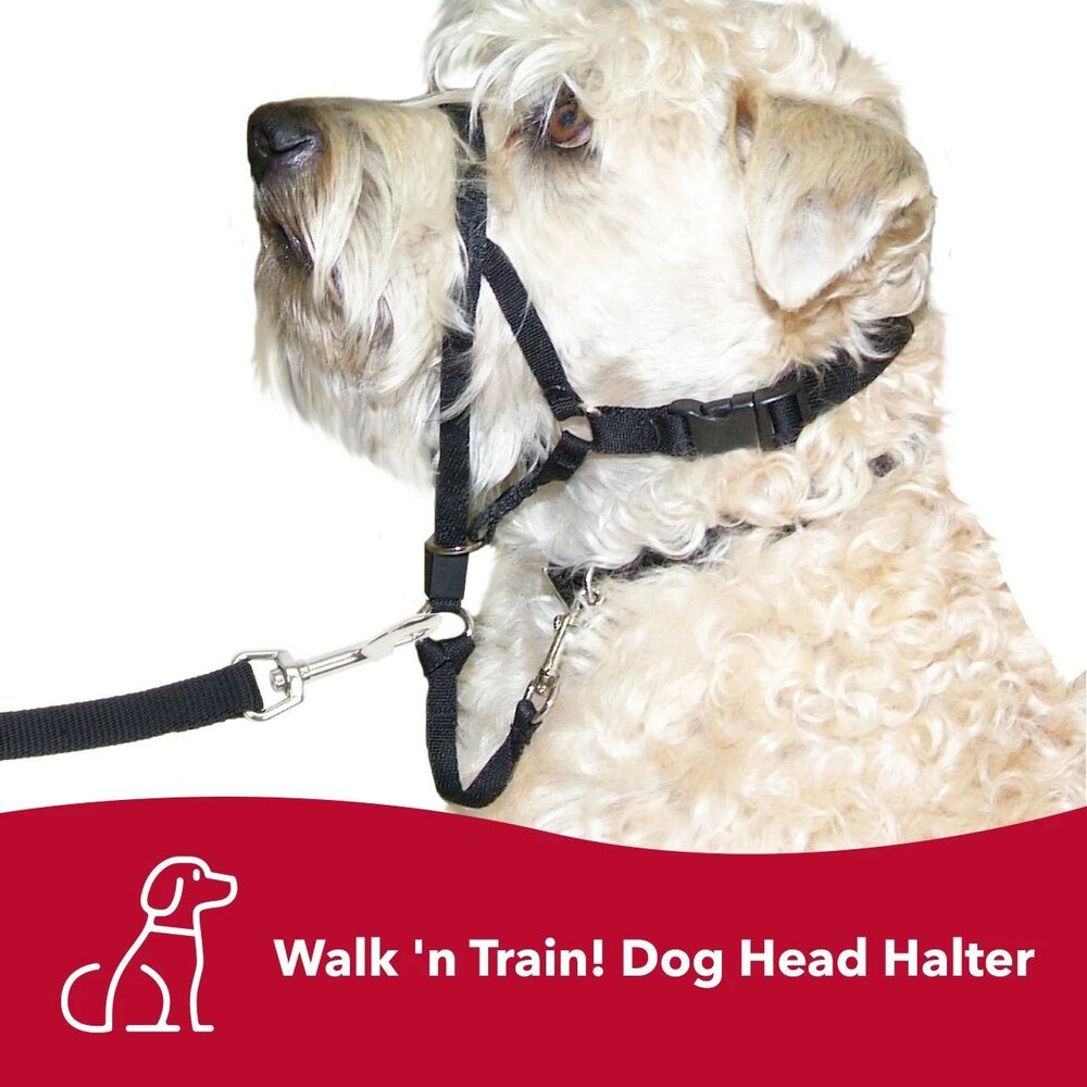 Coastal Walk ‘n Train Dog Head Halter
